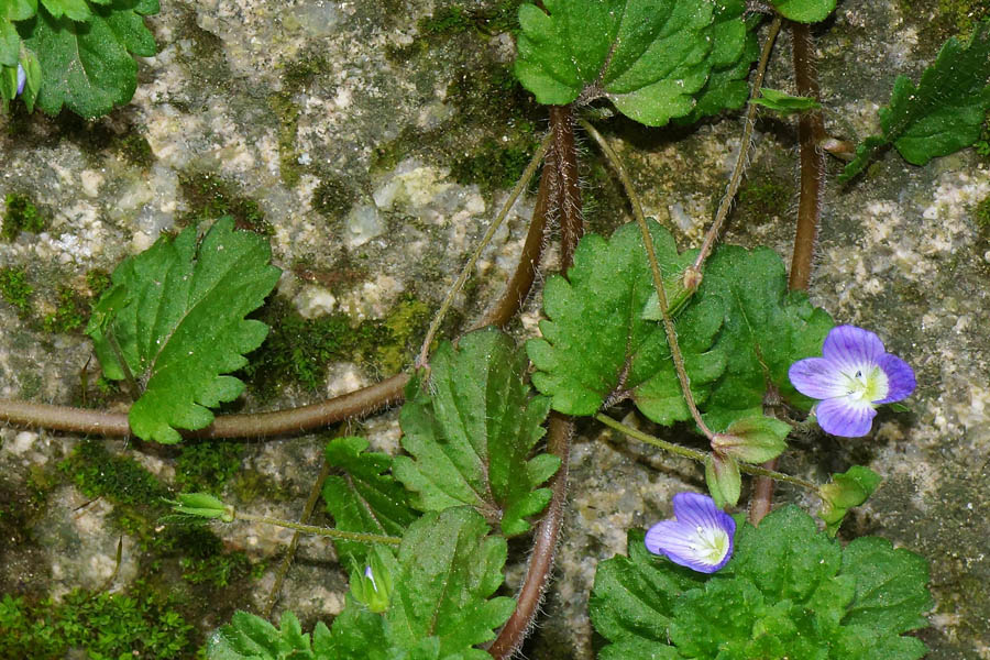 Veronica persica